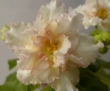 Фиалка Sunkissed Rose