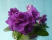 Фиалка Aly's Deep Purple