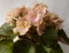 Фиалка Rob's Antique Rose