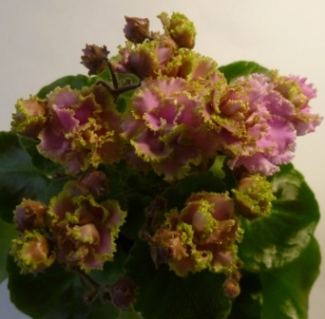  Celtis Rose  