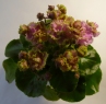 Фиалка Celtis Rose спорт