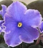 Фиалка BLUE MINK