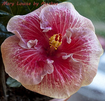  Hibiscus Mary Louise 