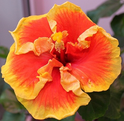  Hibiscus Natcha 