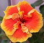  Hibiscus Natcha