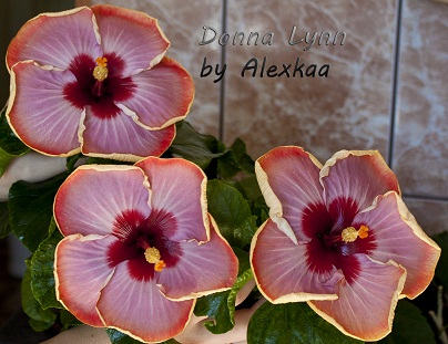  Hibiscus Donna Lynn 
