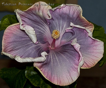  Hibiscus Tahitian Princess 