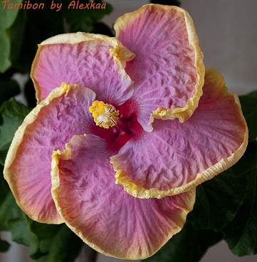  Hibiscus Tamibon 