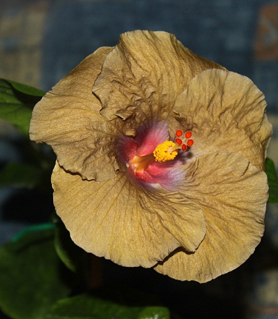  Hibiscus Wallflower 