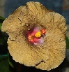  Hibiscus Wallflower