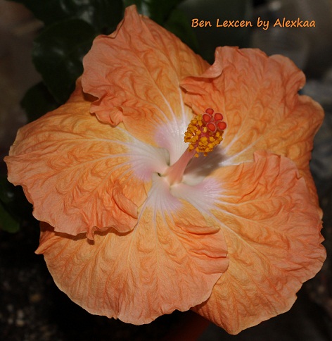  Hibiscus Ben Lexcen 