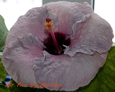  Hibiscus Mr Ace 