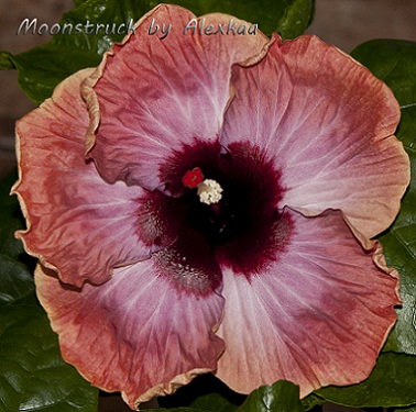  Hibiscus Moonstruck 