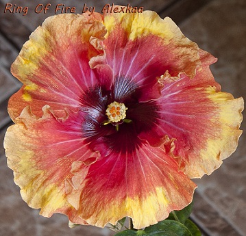  Hibiscus Ring Of Fire 