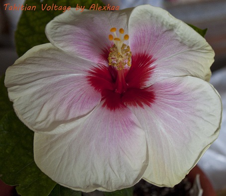  Hibiscus Tahitian Voltage 