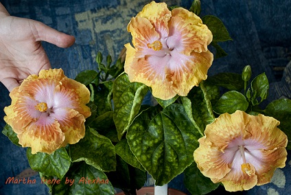  Hibiscus Martha Irene 