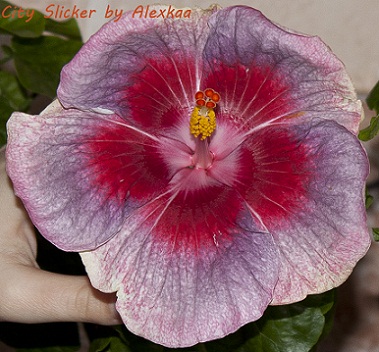  Hibiscus City Slicker 