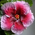  Hibiscus Eva Paoloni