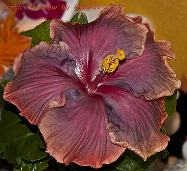  Hibiscus Exotic Rainbow 