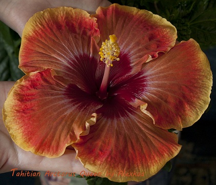  Hibiscus Tahitian Arcturus Queen 