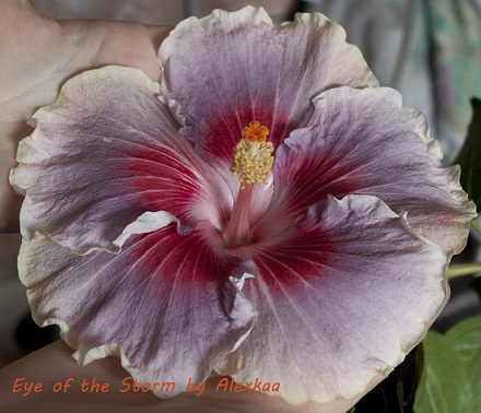  Hibiscus Eye of the Storm 