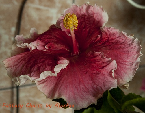  Hibiscus Fantasy Charm 