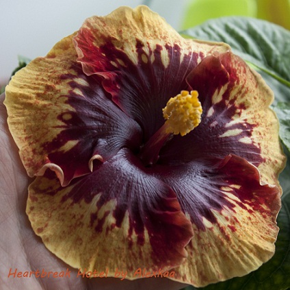  Hibiscus Heartbreak Hotel 