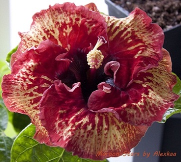  Hibiscus Maroon Stars 