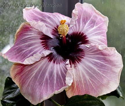  Hibiscus My Way 