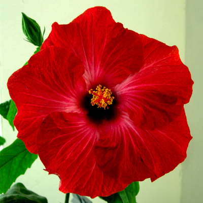  Hibiscus Heart of my Heart 