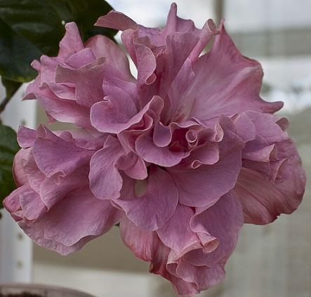  Hibiscus Exotic Lavender Lady 