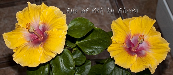  Hibiscus Eye of Kali 
