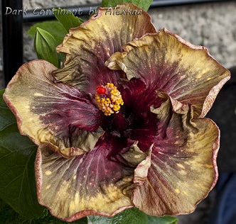  Hibiscus Dark Continent 