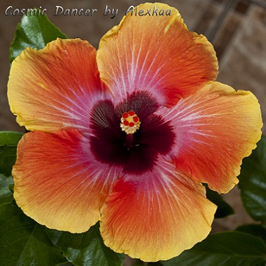  Hibiscus Cosmic Dancer 