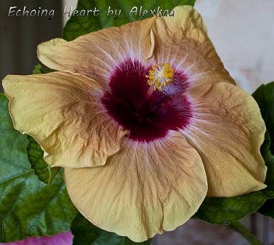  Hibiscus Echoing Heart 