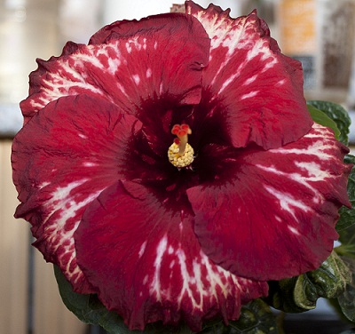  Hibiscus Rebellious Spirit 