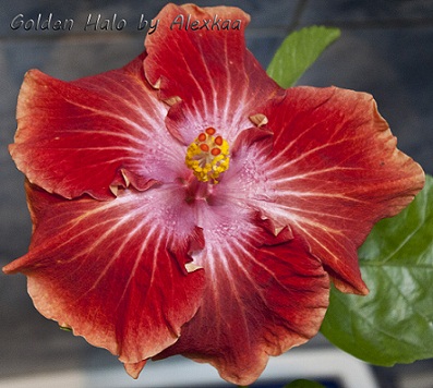  Hibiscus Golden Halo 