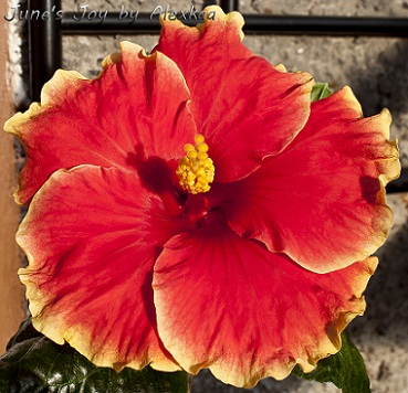  Hibiscus June's Joy 