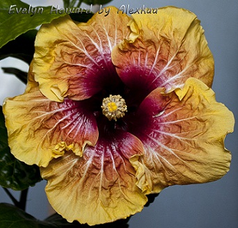  Hibiscus Evelyn Howard 