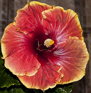  Hibiscus  