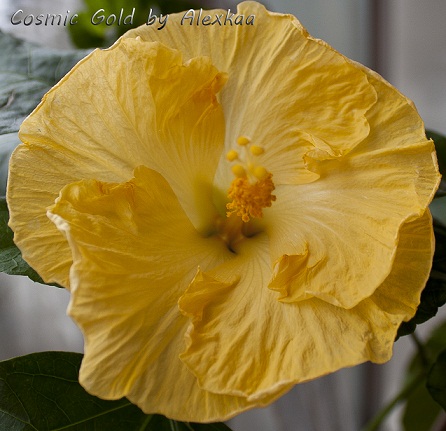  Hibiscus Cosmic Gold 