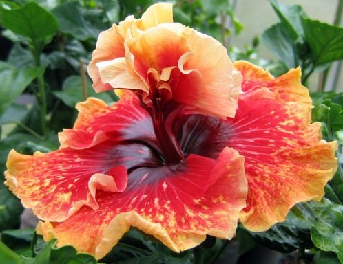  Hibiscus Tahitian Spotted Sun 