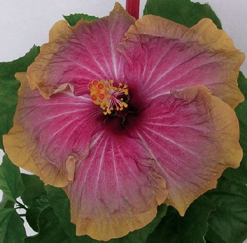  Hibiscus Braveheart 