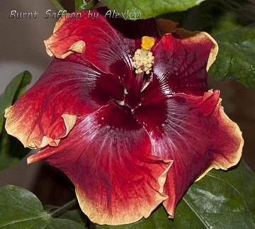  Hibiscus Burnt Saffron 