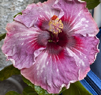  Hibiscus Me-Oh My-Oh 