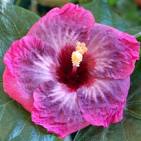  Hibiscus Sparkling Water 