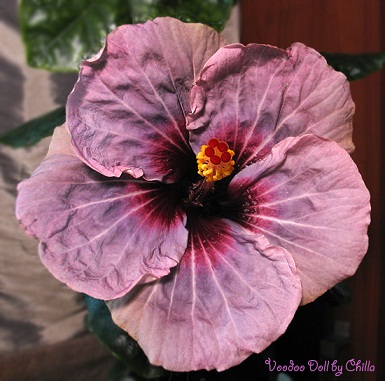  Hibiscus Voodoo Doll 