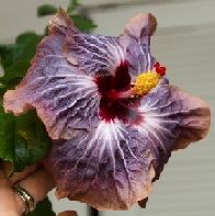  Hibiscus Laguna Starlight 