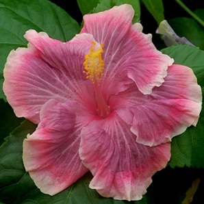  Hibiscus Preciosa 