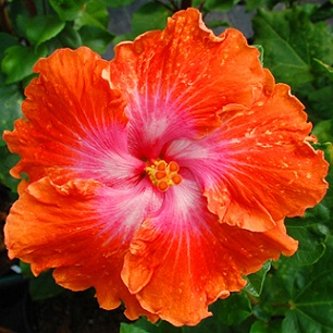  Hibiscus Hot Babe 